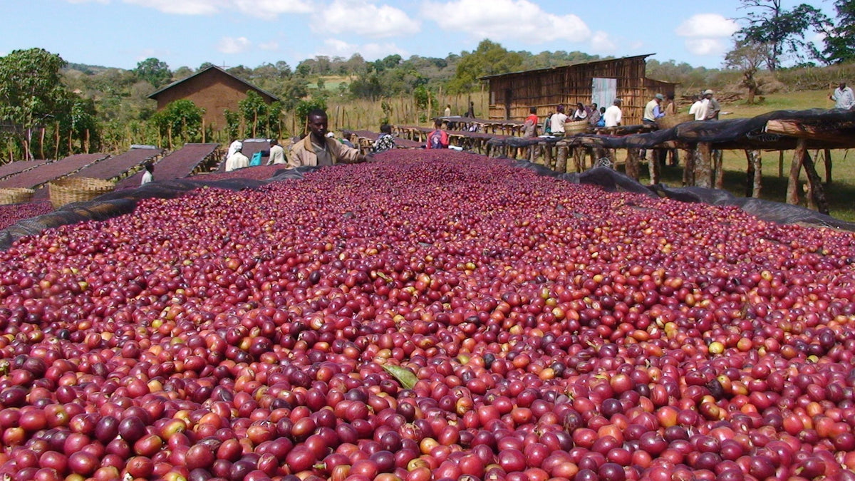 Ethiopia Sidamo Filter.