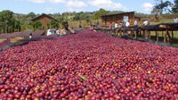 Ethiopia Sidamo Filter.