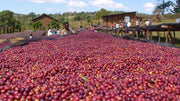 Ethiopia Sidamo Filter.