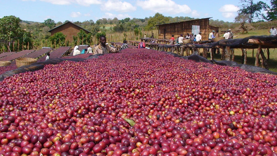 Ethiopia Sidamo Filter.